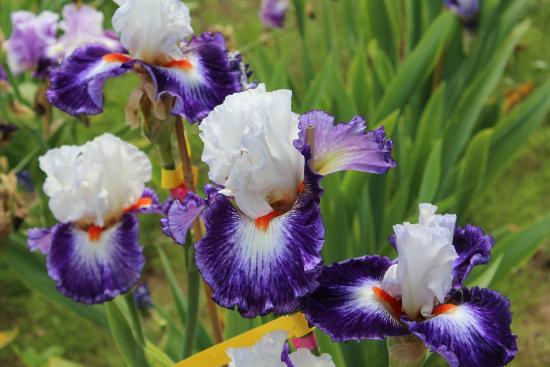 La Danse des Iris