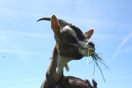 Les Chèvres Qui Dansent