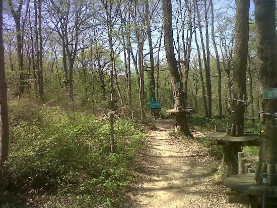 Accroforest
