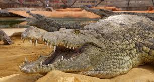 La Ferme aux Crocodiles